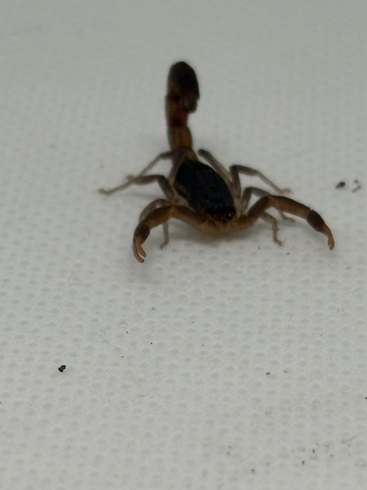 Hottentotta Hottentotta “Congo Alligatorback Scorpion”