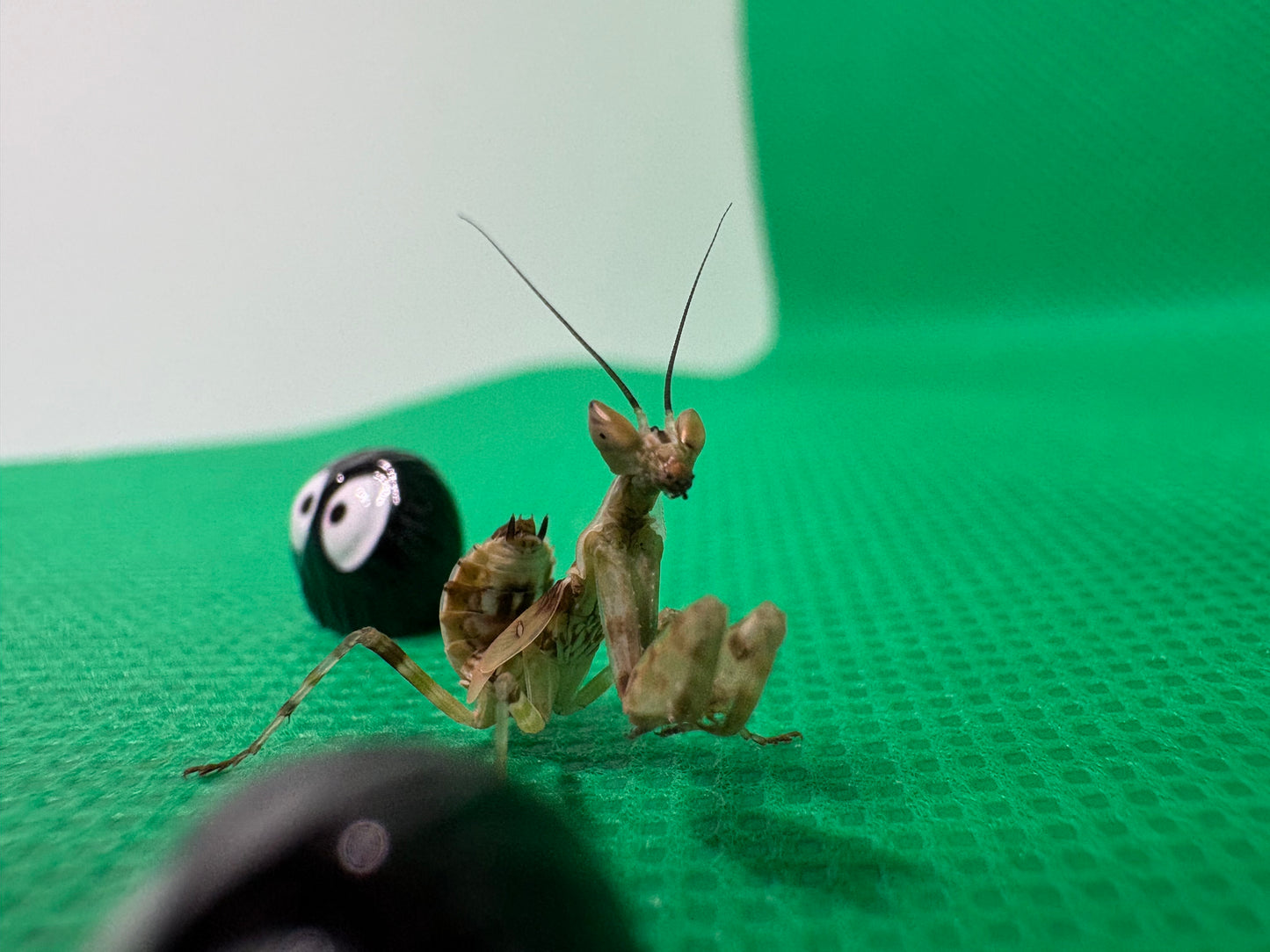 Creobroter Gemmatus *Asian Flower Mantis*