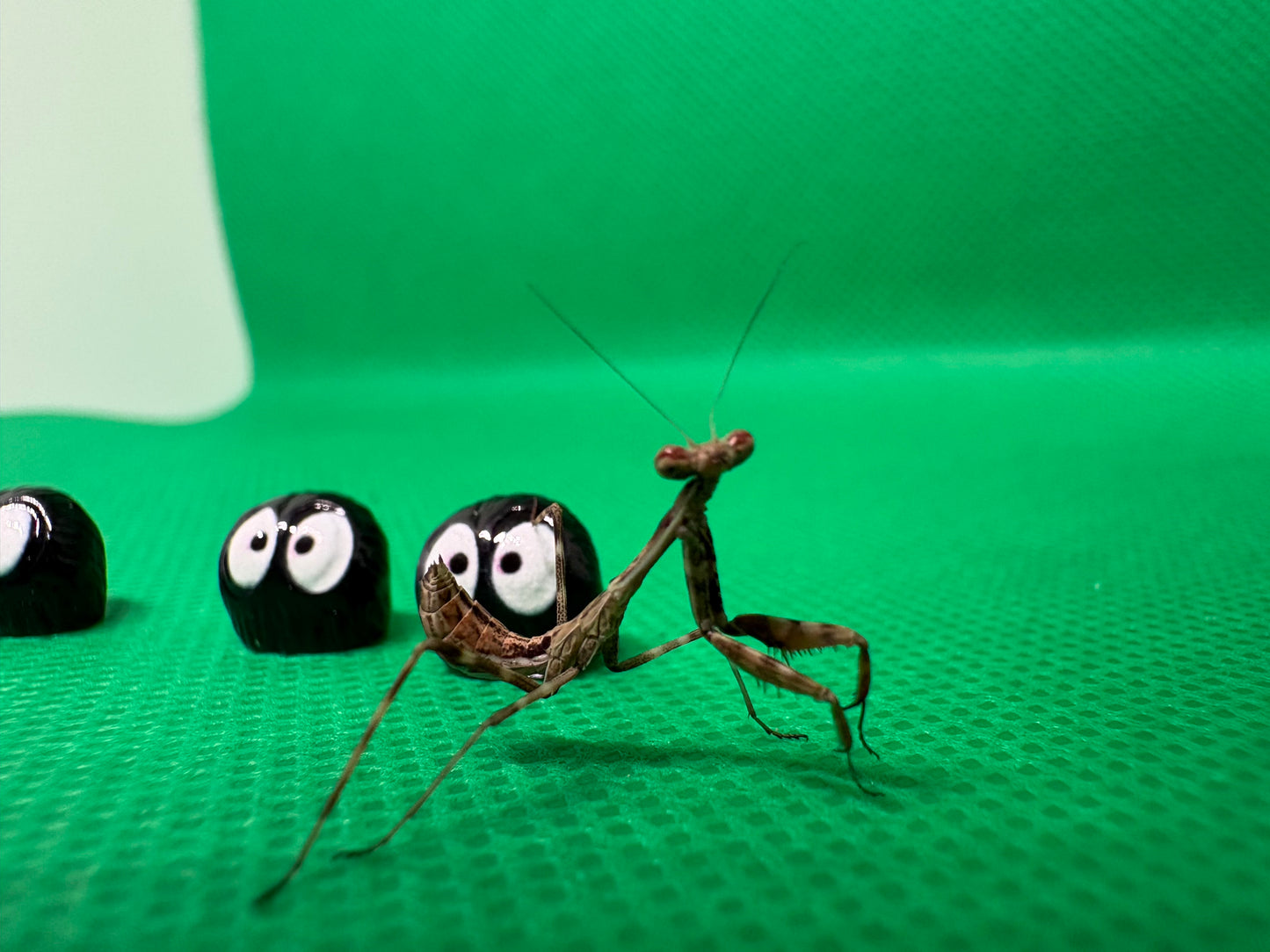 Parasphendale Affinis *Budwing Mantis*