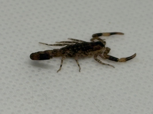 Lychas Mucronatus “Chinese Swimming Scorpion”