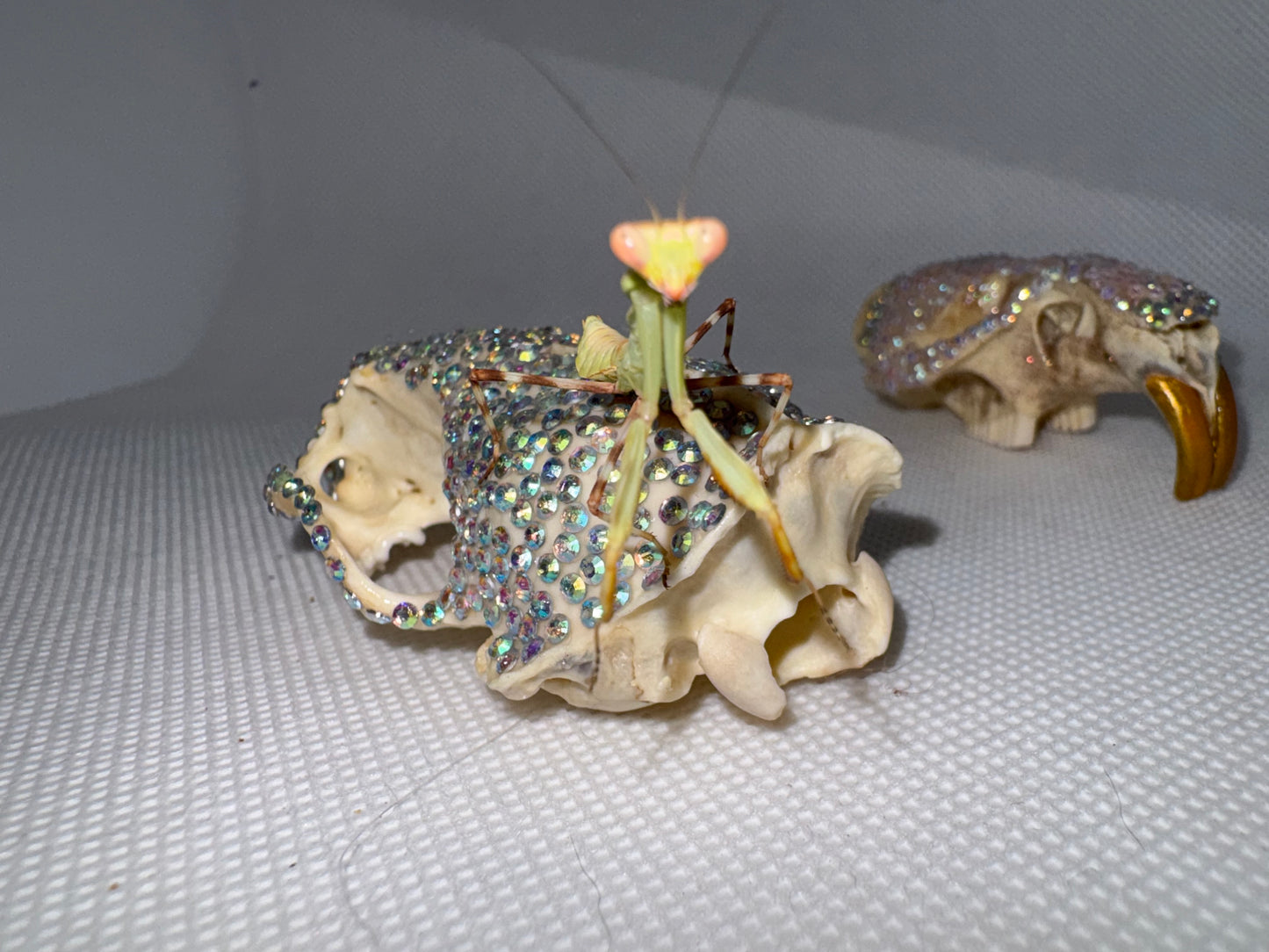 Double Shield Mantis