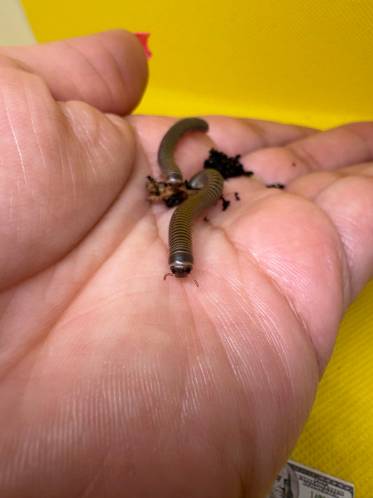 Pair of Juvenile Giant American Millipede (Narceus Americanus)