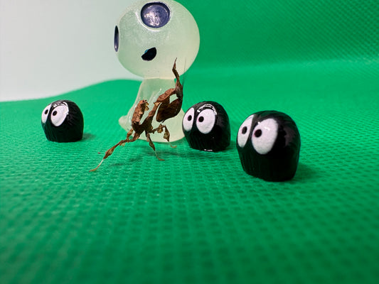Phyllocrania paradoxa “Ghost Mantis”