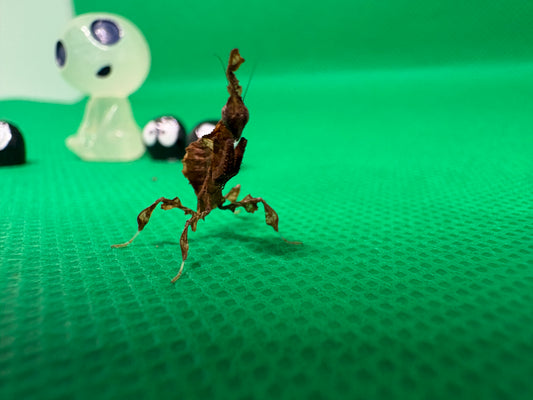 Phyllocrania paradoxa “Ghost Mantis”