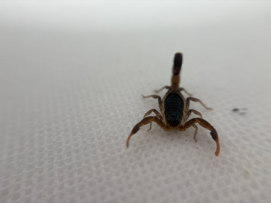 Hottentotta Hottentotta “Congo Alligatorback Scorpion”