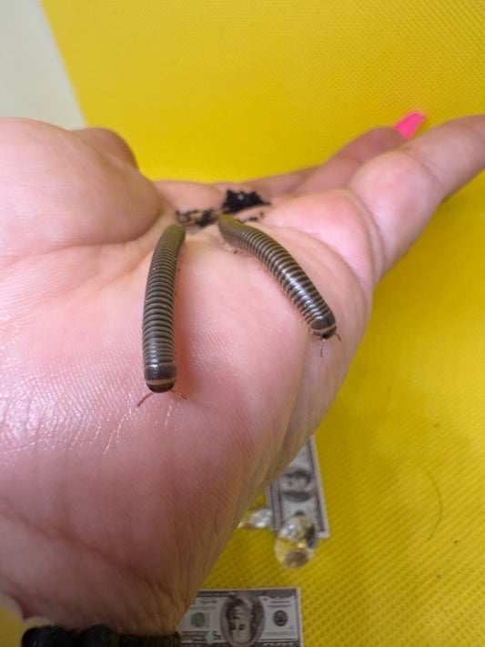Pair of Juvenile Giant American Millipede (Narceus Americanus)