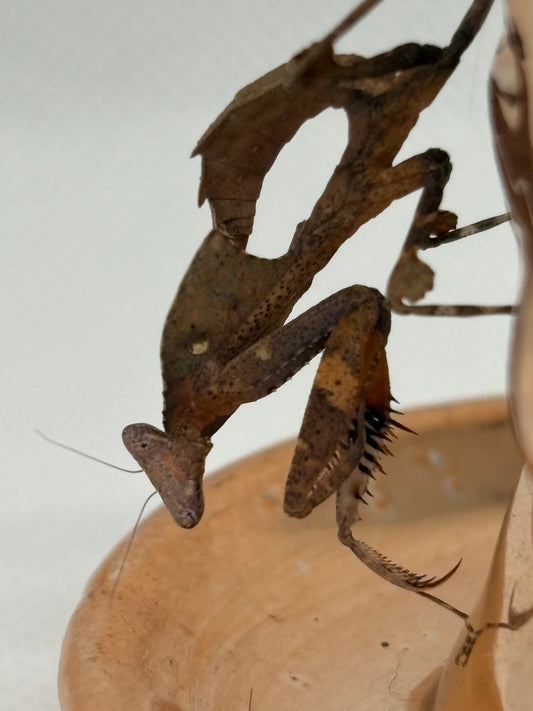 Deroplatys Gorochovi (Vietnam dead leaf)