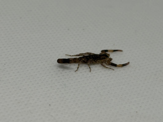 Lychas Mucronatus “Chinese Swimming Scorpion”