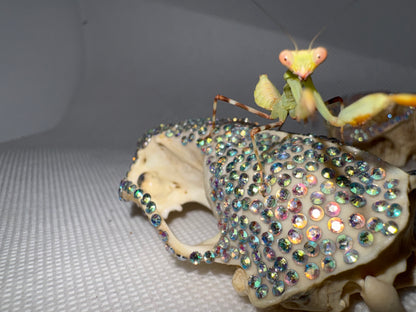 Double Shield Mantis