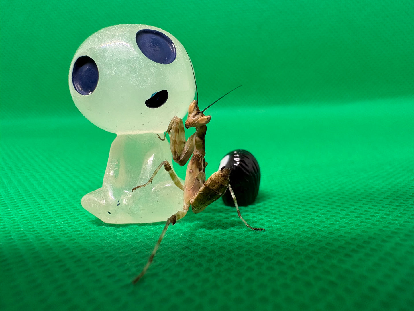 Creobroter Gemmatus *Asian Flower Mantis*