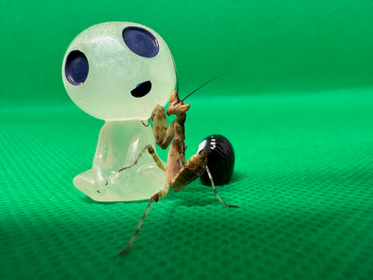 Creobroter Gemmatus *Asian Flower Mantis*