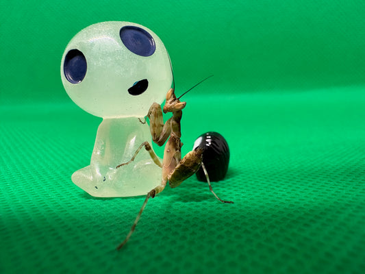 Creobroter Gemmatus *Asian Flower Mantis*
