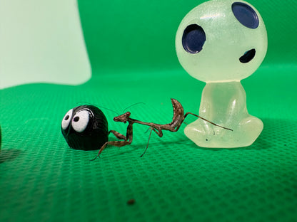 Parasphendale Affinis *Budwing Mantis*