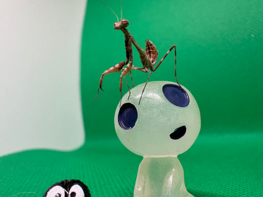 Parasphendale Affinis *Budwing Mantis*