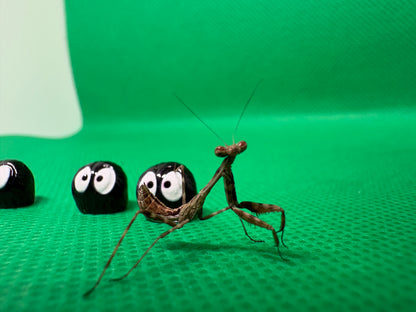 Parasphendale Affinis *Budwing Mantis*